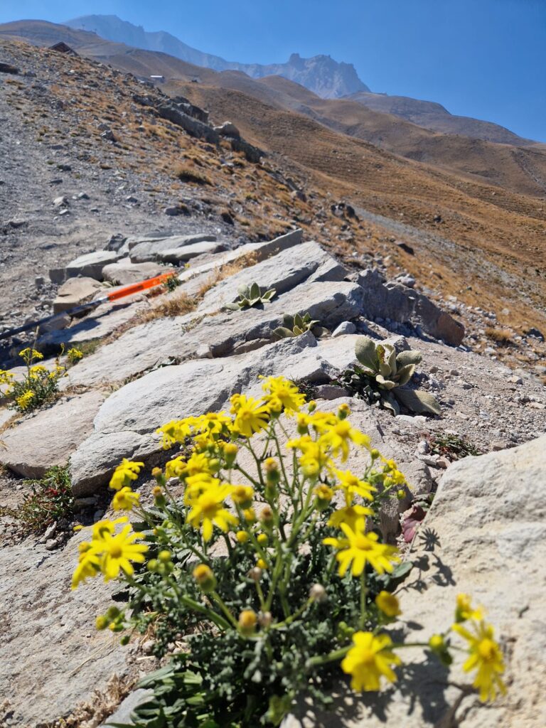 Erciyes Endemik Bitkileri