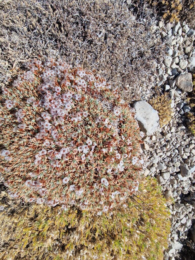 Erciyes Endemik Bitkileri